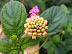 Kodai_Trek_Photos0522.JPG