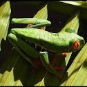 Red-eyed Tree Frog