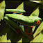 Red-eyed Tree Frog