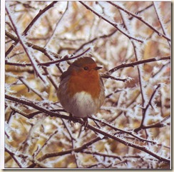 robin2