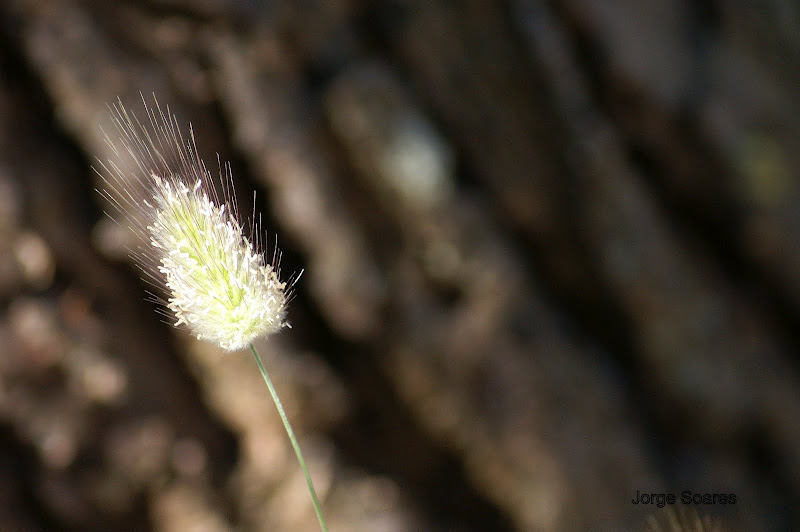 Espiga, detalhes da primavera