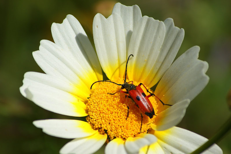 Escaravelho no malmequer