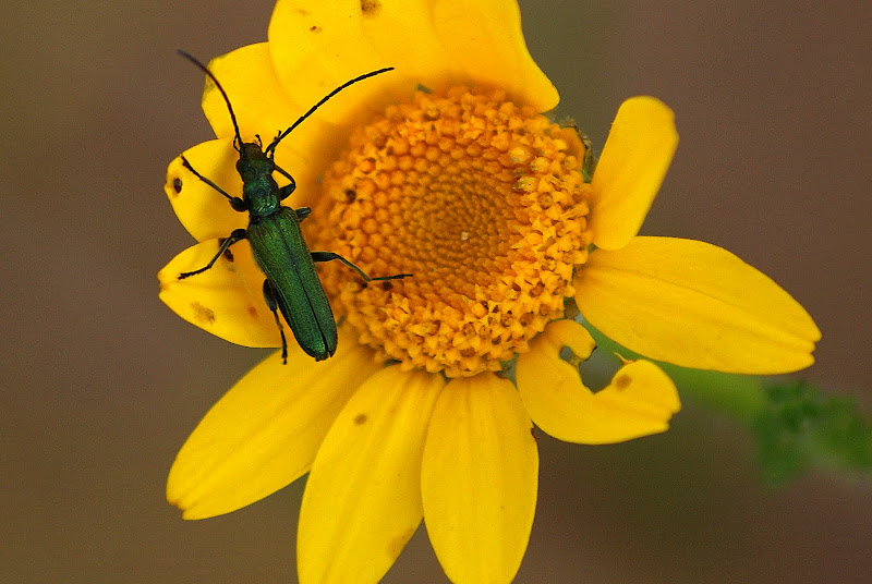 Bichinhos nos malmequeres