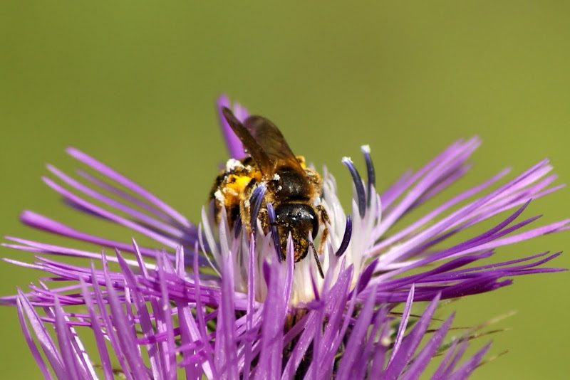 Abelha na flor de cardo