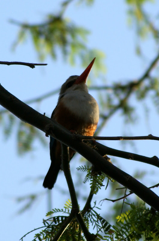 Passarinha de pena azul, Cabo Verde