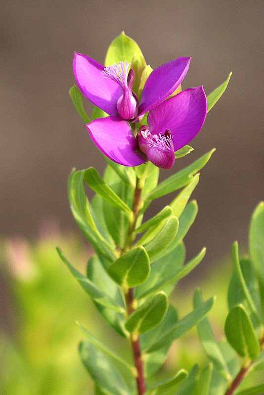 Flores lilás em Janeiro