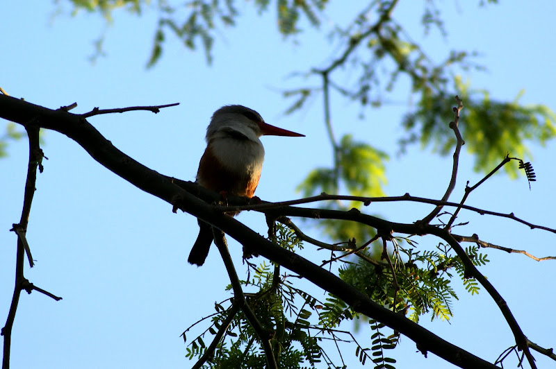 Passarinha de pena azul