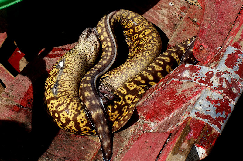 Moreia, em cabo verde