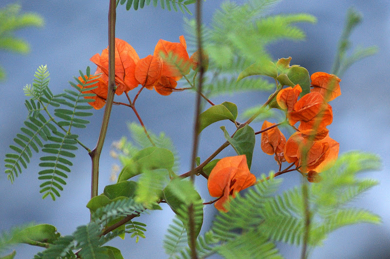 Buganvillia laranja suave