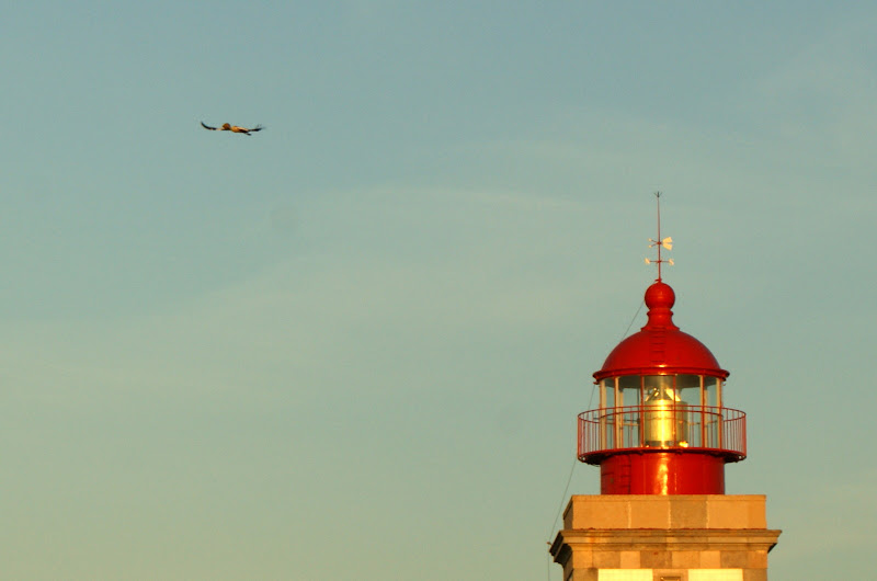 O voo da cegonha até ao ninho