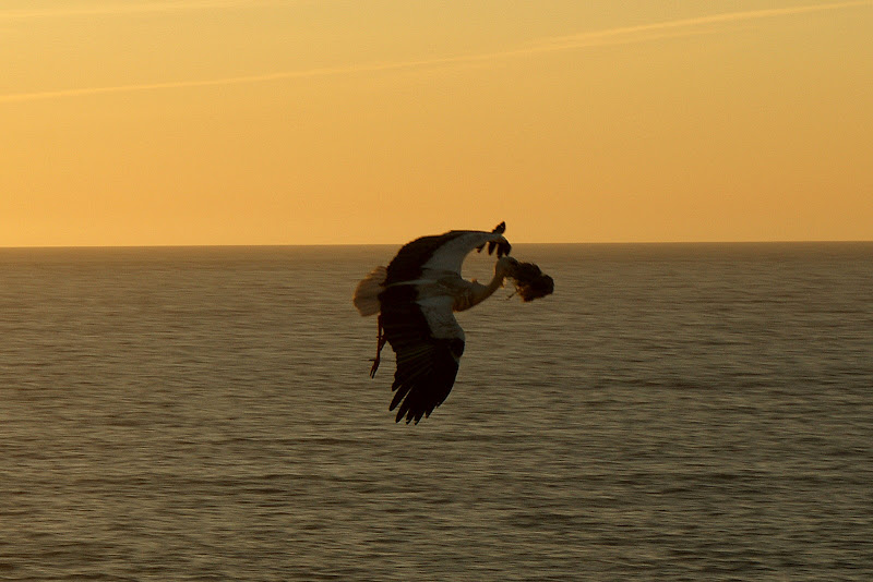 O Voo da cegonha até ao ninho