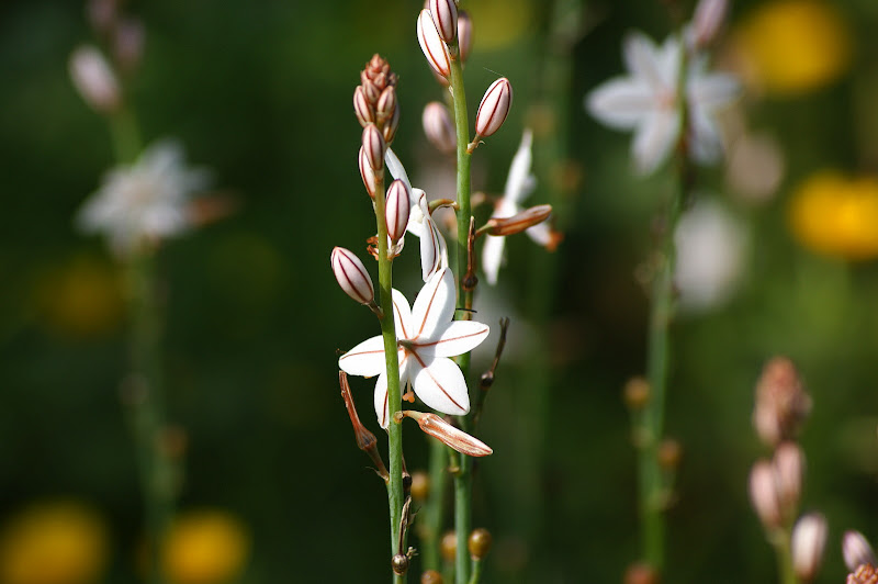 Detalhes da primavera, flores silvestres