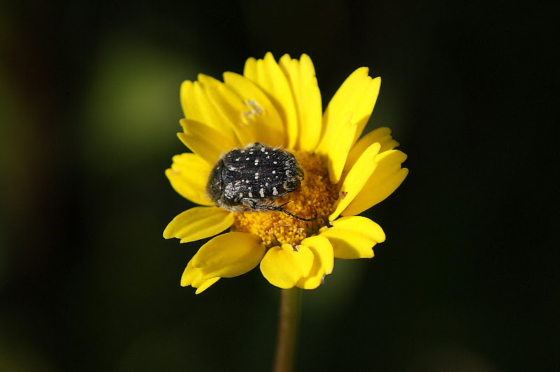 Detalhes.. insecto na flor amarela