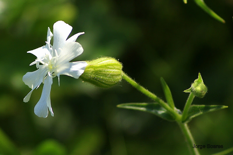 Detalhes, flores silvestres