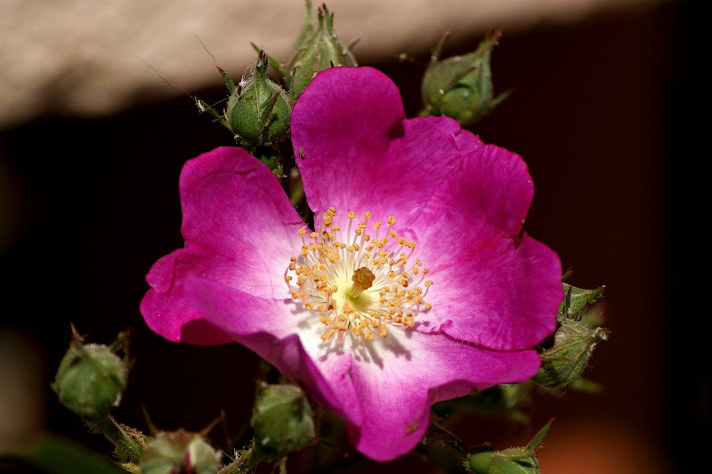 Rosas