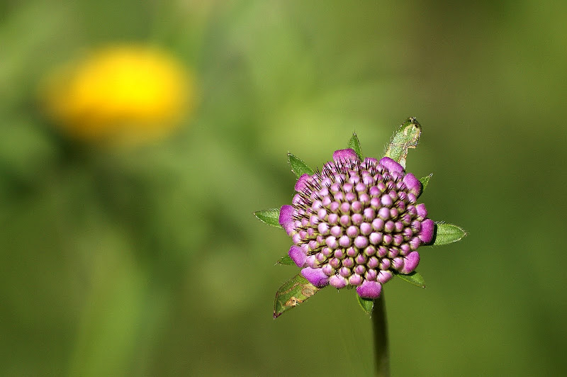 Detalhes da Primavera