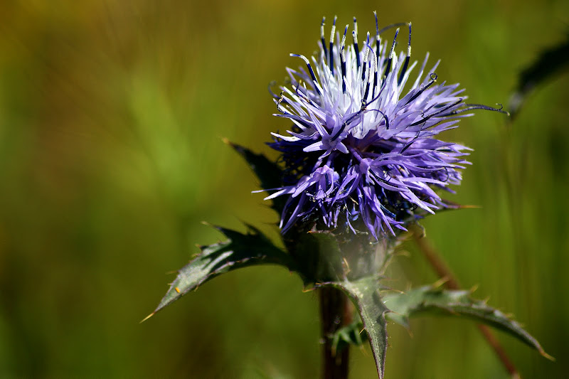 As cores da flor de Cardo, azul marinho