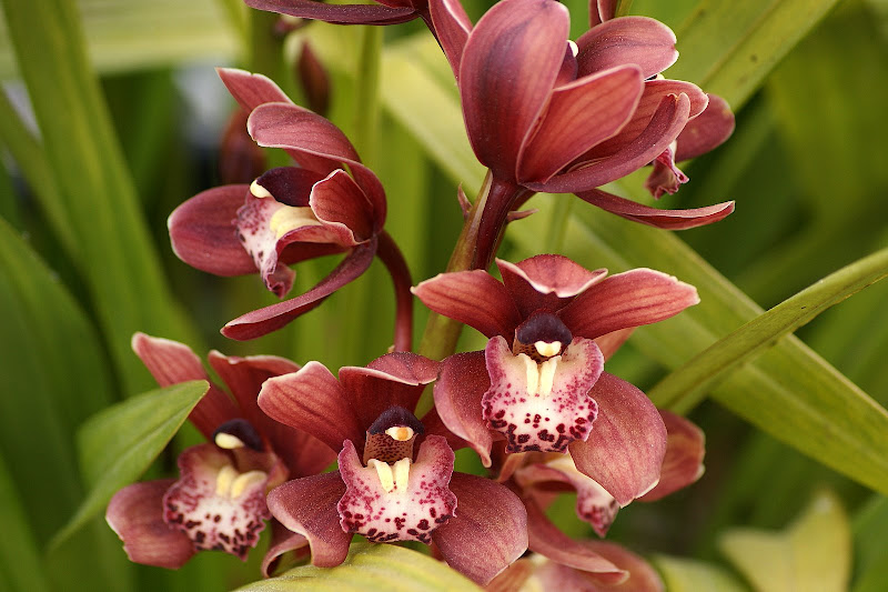 Orquídeas castanhas