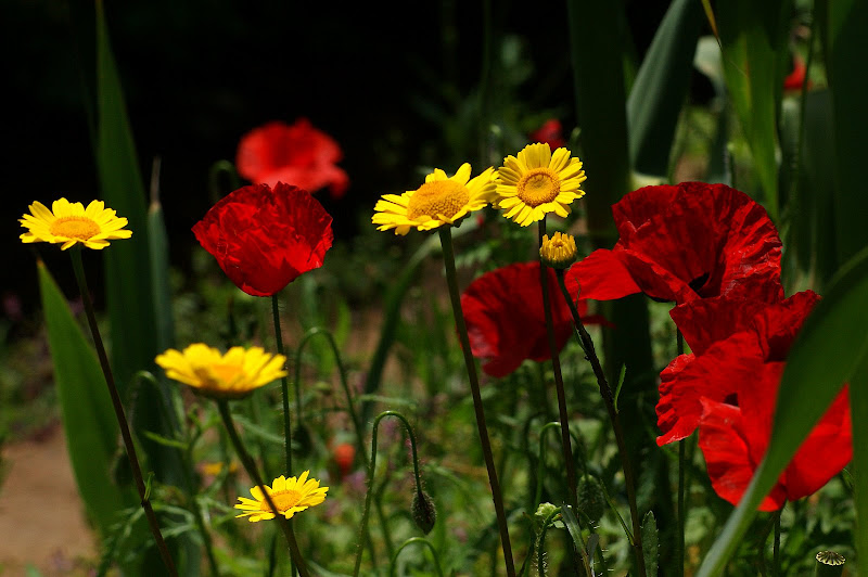 Flores silvestres... papoilas