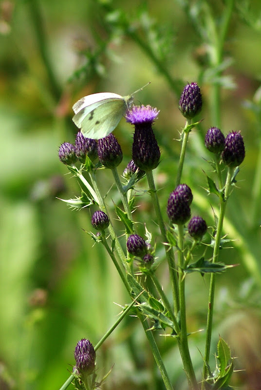 Detalhes..a borboleta e as flores lilás