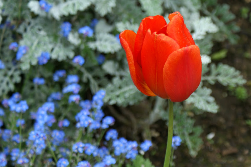 Tulipas em Crosshaven na Irlanda