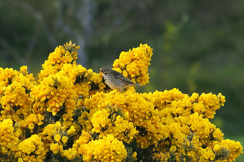 O pardal e as flores amarelas