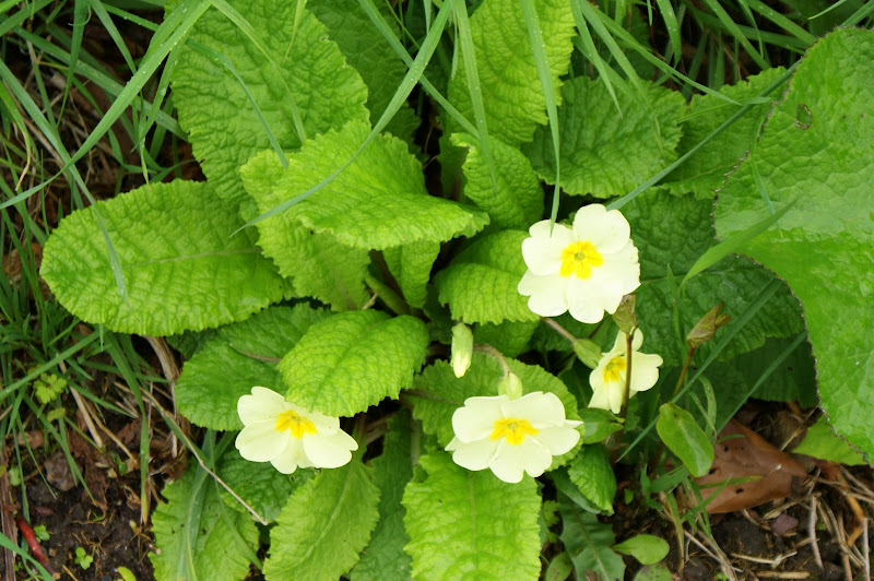 Flores da Irlanda, Verde Amarelo