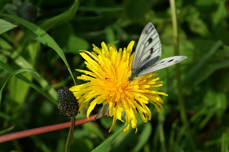 A borboleta e aflor amarela