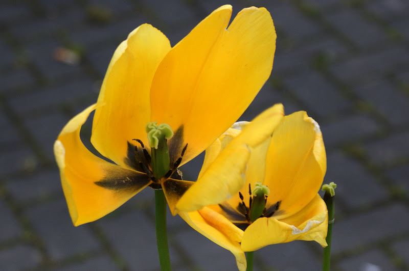 Flores da Irlanda, Amarelo