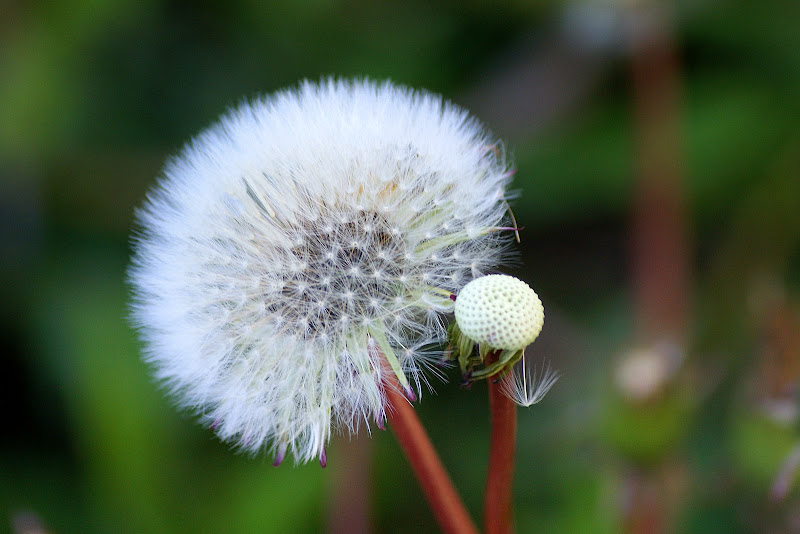 Dente de leão...desejo