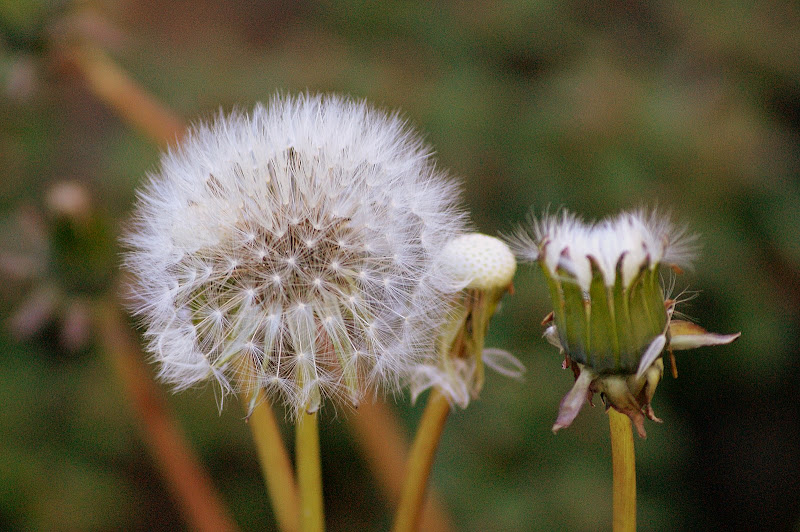 Fim de tarde Na Irlanda, Carrigaline, Cork