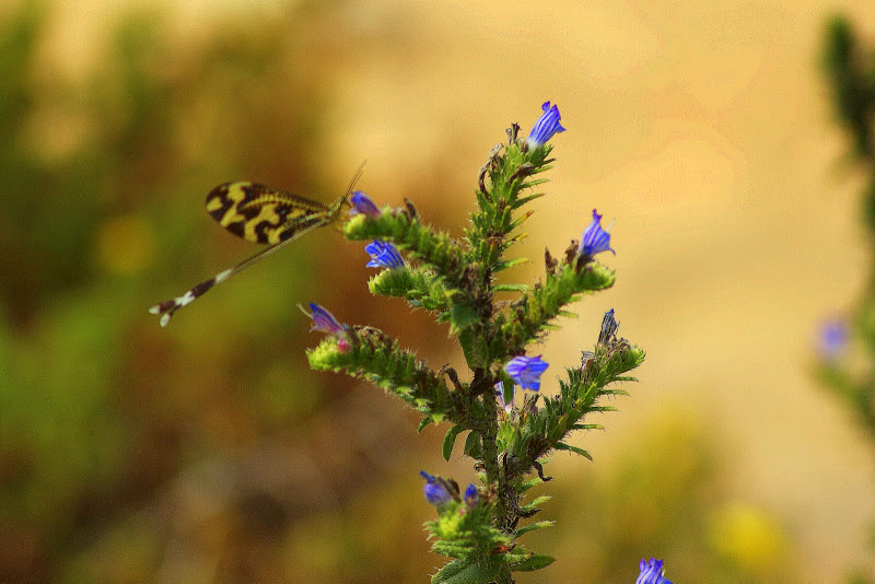 Paseando pelas dunas