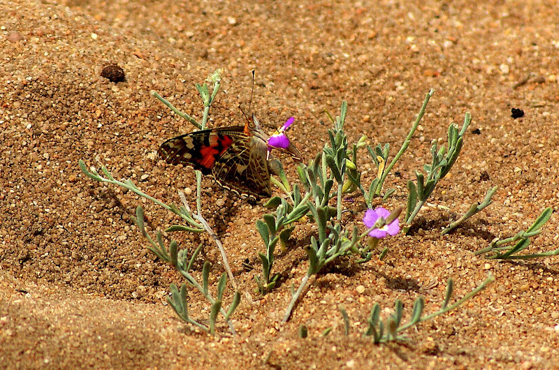 Borboleta Alentejana