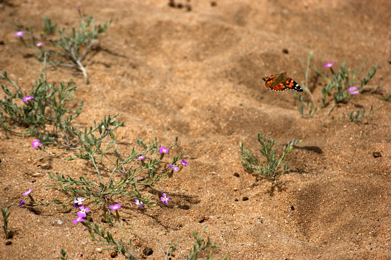 Borboletas na dunas, Alentejo