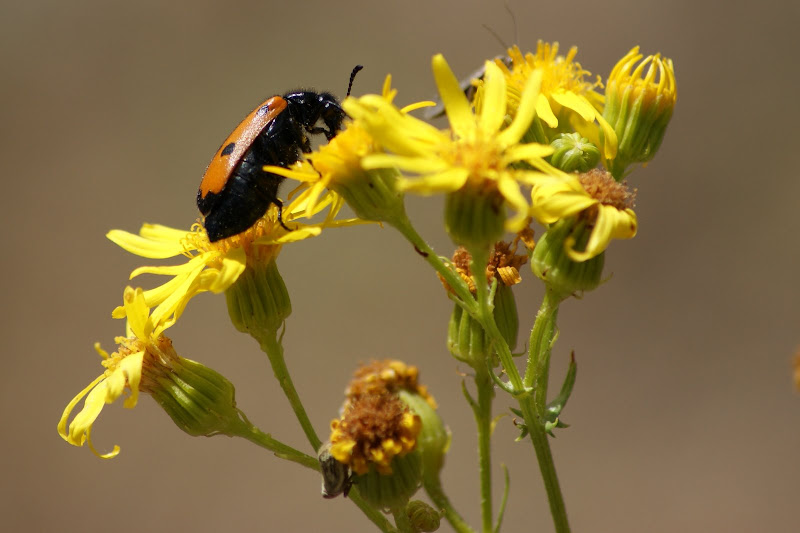 a flor amarela e o insecto no alentejo
