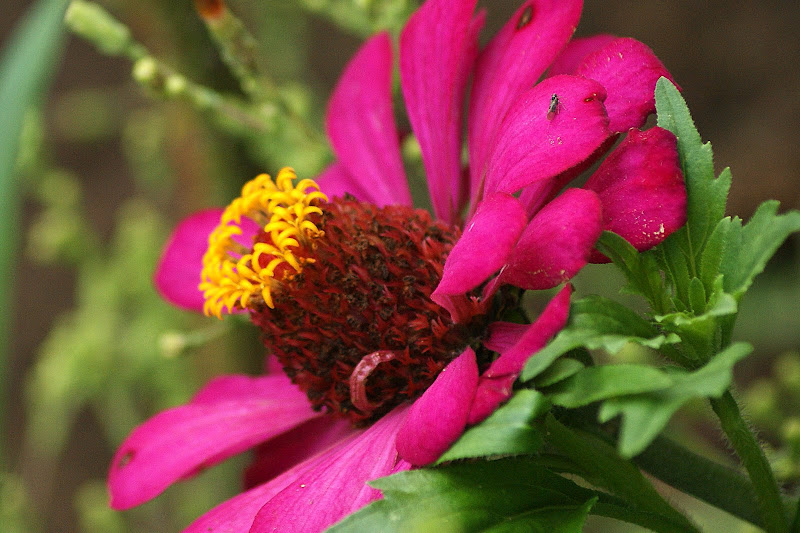 Cores da primavera, flores