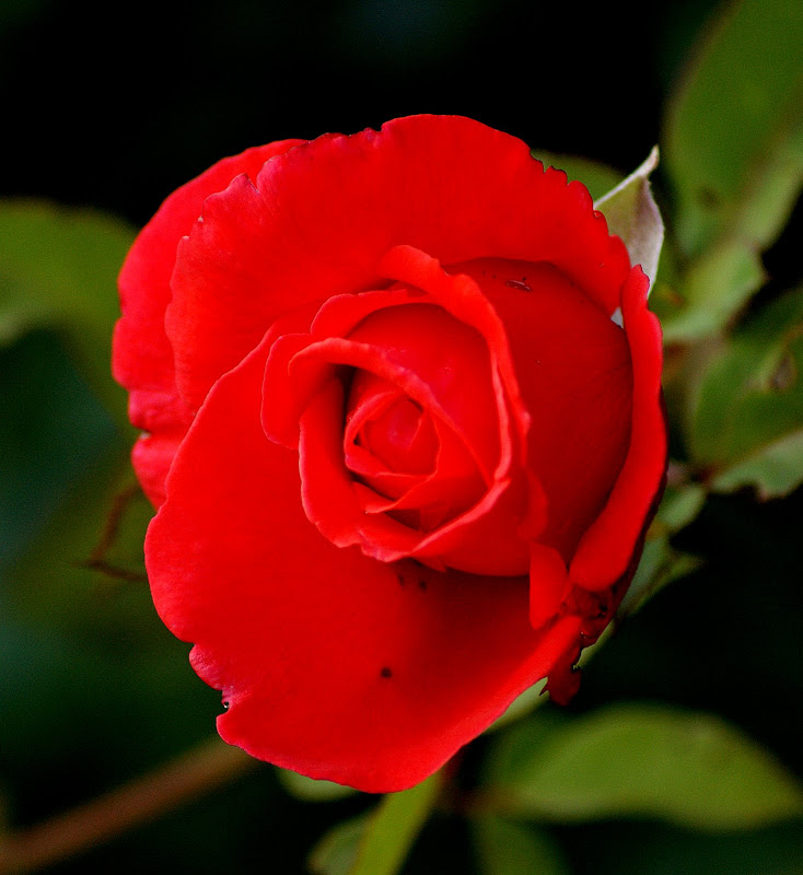 Não quero rosas hoje