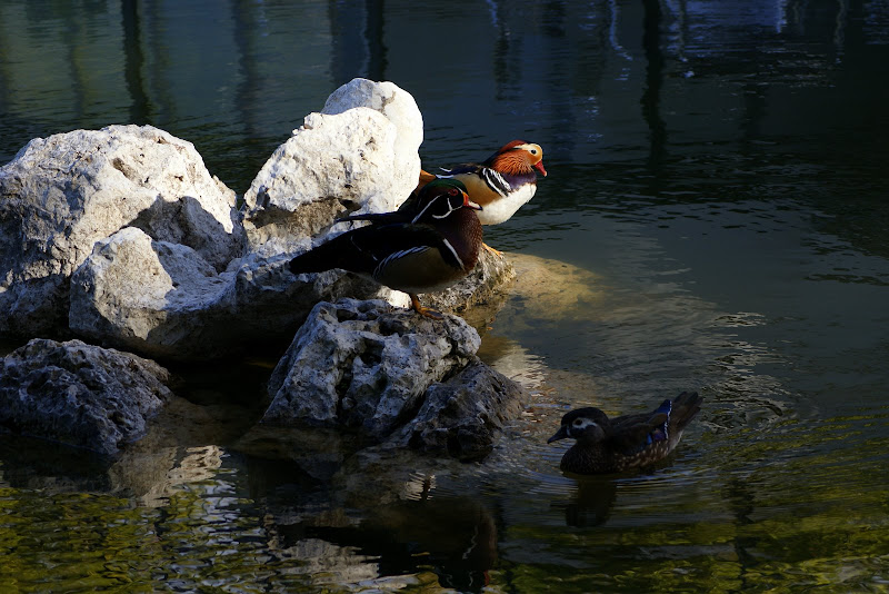 Patos no Jardim do Bonfim