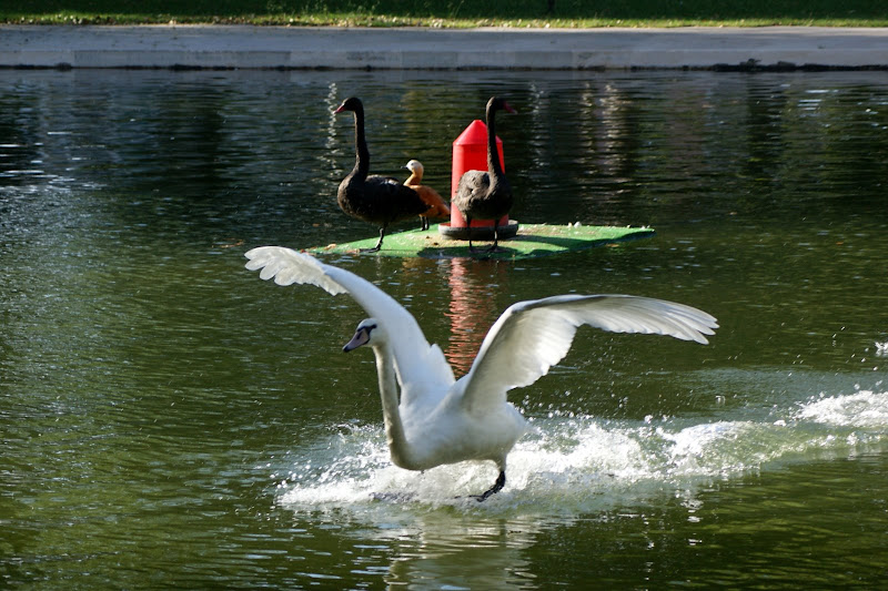 O cisne voador, Setúbal