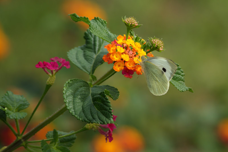 Borboleta nas flores