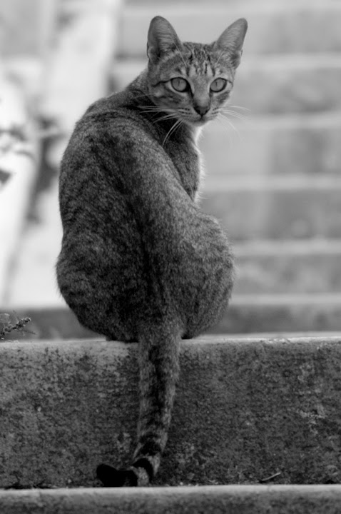 O gato desconfiado