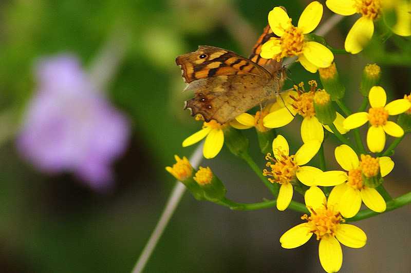 Borboleta