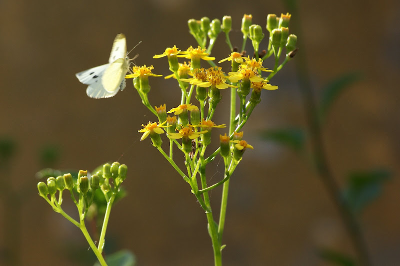 A borboleta da couve e as flores amarelas