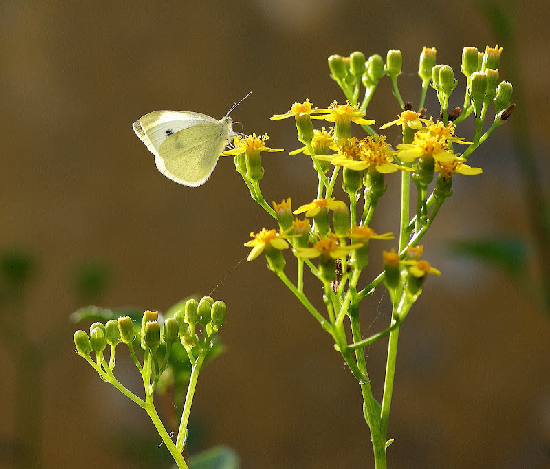 A borboleta e a simplicidade da beleza