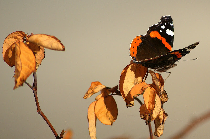 Borboleta, almirante vermelho, vanessa atalanta