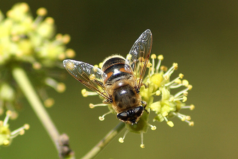 O sirfideo e as flores da Hera