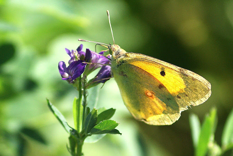 Borboleta