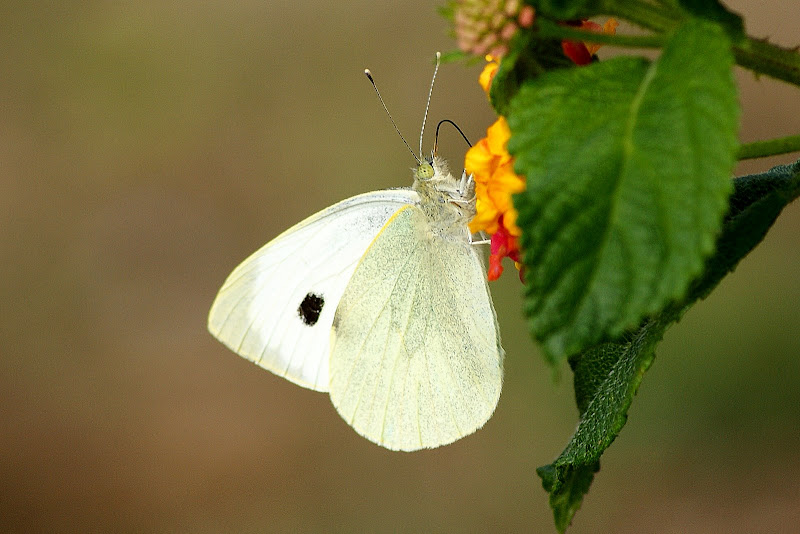 Borboleta