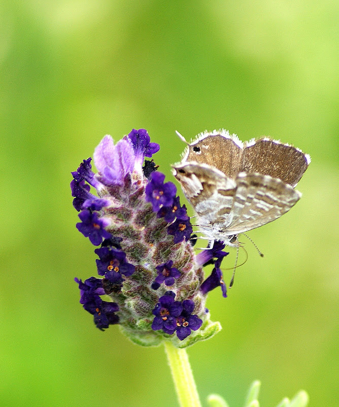 Borboleta