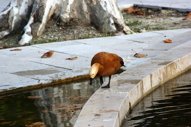 O pato cor de laranja